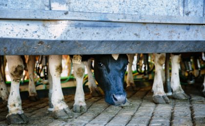 Cows being milked at the UQ Gatton dairy ... UQ ranks highest in Australia in Agriculture and Forestry