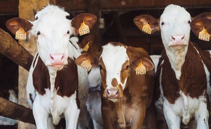 UQ’s Centre for Animal Welfare and Ethics is working to improve animal welfare during farming, slaughter and transport