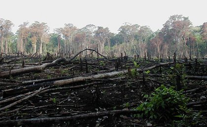 Environmental defenders help protect land, forests, water and other natural resources. Environmental defenders help protect land, forests, water and other natural resources.