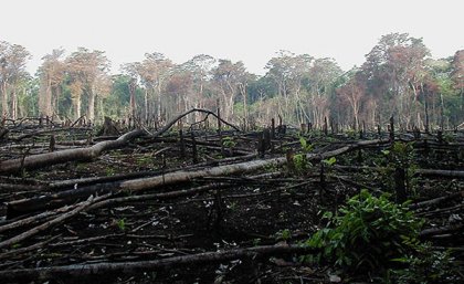 Environmental defenders help protect land, forests, water and other natural resources.