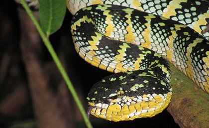 A temple pit viper from Gombak Valley, Malaysia (Credit: Scientistchic).