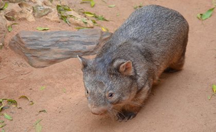 Wombat skulls seem to be changing to match their diets Wombat skulls seem to be changing to match their diets