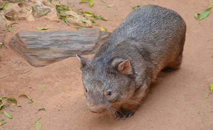 Wombat skulls seem to be changing to match their diets