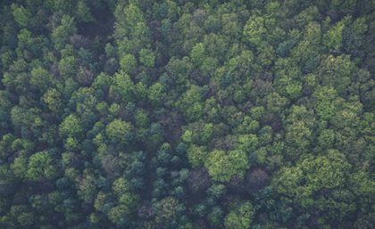 Wilderness: image from Pexels Wilderness: image from Pexels
