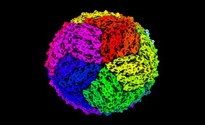 A 3D reconstruction of a chimeric viral particle