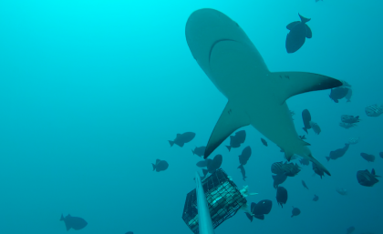 A Caribbean reef shark is surrounded by smaller fish. Credit: Global FinPrint project.