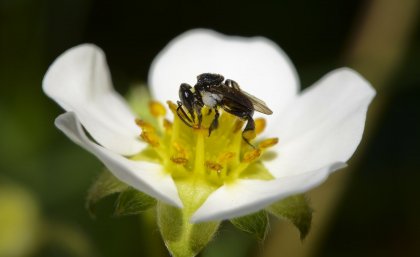 Abeja sin aguijón (Tetragonula carbonaria), nativa de Australia. Crédito: Tobias Smith