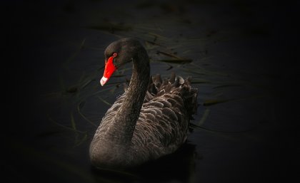 Stock image: Black swan