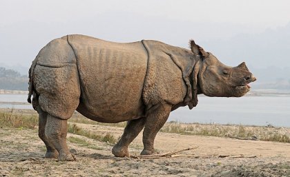 The greater one-horned rhinoceros standing on muddy ground 