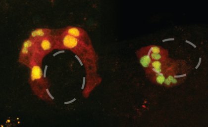 Normal sea squirt muscle cells form a ring shape (left), but after “boss gene” intervention (right), the cells cluster quite differently. Images: Nathan Palpant.