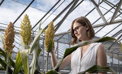 Dr Karen Masset standing in a greenhouse holding a stalk of sorghum