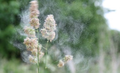 Grass trees with pollen in the wind.