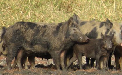 Wild Pigs