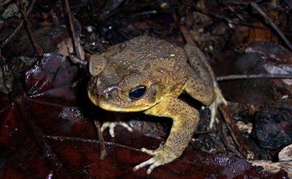 UQ-designed cane toad lure may curb spread thanks to new deal - UQ News -  The University of Queensland, Australia