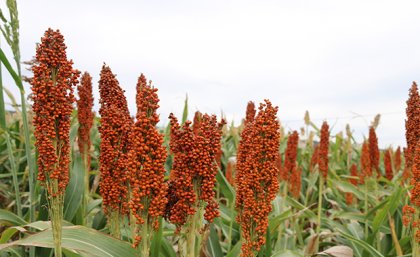 Image of grain crop growing in a field. 