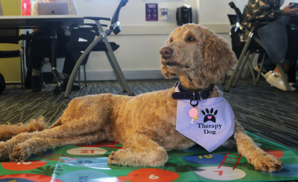 Therapy dog, Elsa is attending tutorials as part of research into mental health. Supplied. Therapy dog named Elsa wearing purple bib lying on mat. Supplied