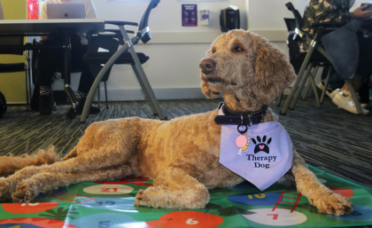 Therapy dog named Elsa wearing purple bib lying on mat. Supplied