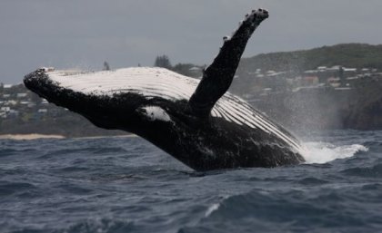 Newswise: SCI%20whales%20wind%20vessels.jpg?itok=lWZO6E7A
