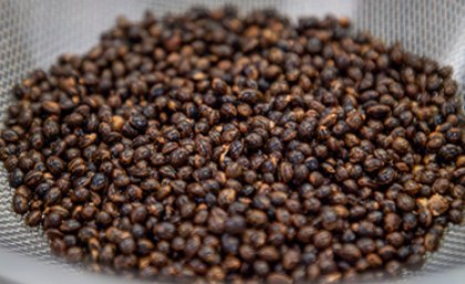 A close up of brown wattleseeds in a lab