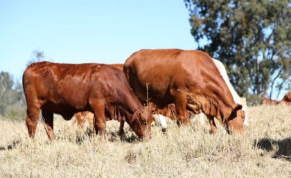 Large cattle grazing in a grassy field 