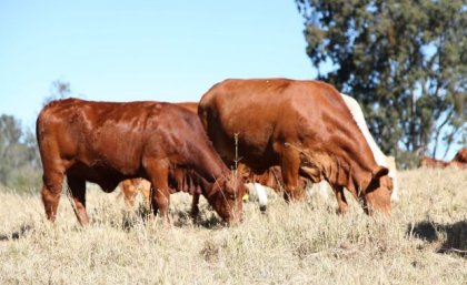 Large cattle grazing in a grassy field 