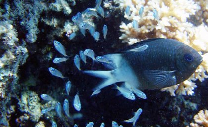 An underwater image of a black and white reef fish with some baby fish in front of coral.