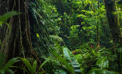 a view of very green dense foliage and a large tree trunk covered in ferns
