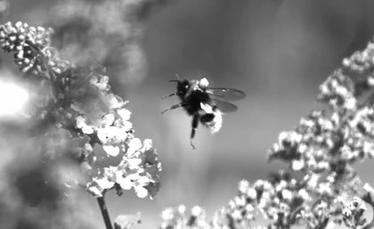 A black and white still image from a video showing a bee with a refelective marker on its back approaching a flower. 