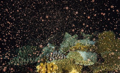 brown dots rise from a group of coral against a black background
