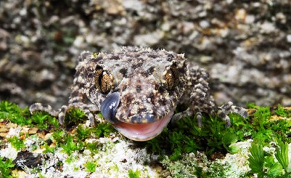 a spotty lizard with a wide mouth is licking its lips