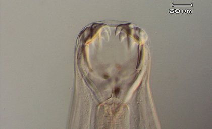 the round skull of an animal with large teeth