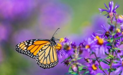 A monarch butterfly on purple flowers