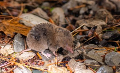 A northern short-tailed shrew in forest leaf litter