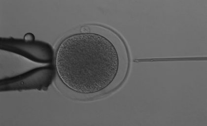 A black and white photo of a syringe being injected into an egg from a uterus. 
