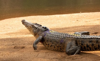 a crocodile moves away on a sandy bank 