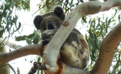 A South East Queensland koala, part of a population that has developed the unique genomic immunity. 