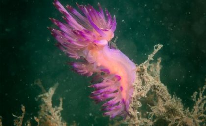A bright pink sea slug under water near coral