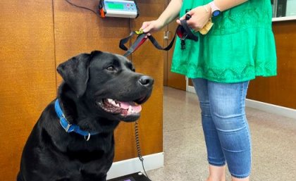 A dog sitting on scales 