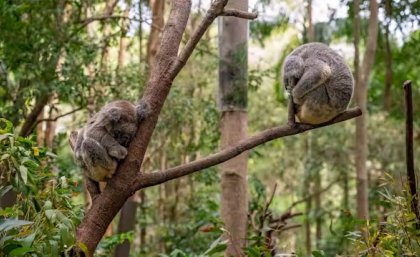 two koalas sleep on thin branches in a gum tree
