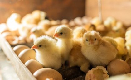 Image: Adobe yellow chicks and eggs in the tray of an incubator