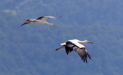 two black and white birds fly in a blue sky