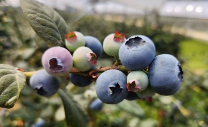 Image: Dr Eveline Kong a cluster of blueberries on a branch surrounded by green leaves