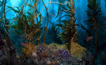 green, yellow and orange leafy plants underwater