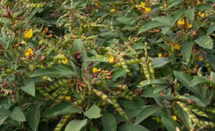 Pigeonpea growing at UQ Gatton. Image: Megan Pope. green bushes with small yellow flowers and clusters of seed pods