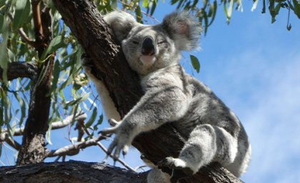 Image credit: Michaela Blyton, The University of Queensland. A koala sleeping in the branches of a gum tree.