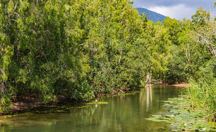Image: Adobe. a view of a small stream with waterlillies and trees
