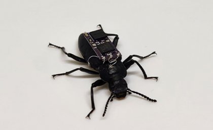 A Zophobas morio, or darkling beetle, equipped with a removeable microchip backpack that researchers can use to prompt movement. A black beetle with some electronics on its back against a white background.