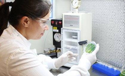A new type of Queensland algae can improve the process of growing tissue cells. Researcher looks at a petrie dish in a lab.