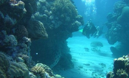 Extinctions are difficult to detect in oceans, but fossils are helping. Extinctions are difficult to detect in oceans, but fossils are helping.