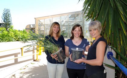 PhD students Cecile Richard, Amy Watson and Hannah Robinson are working to revolutionise cereal production.